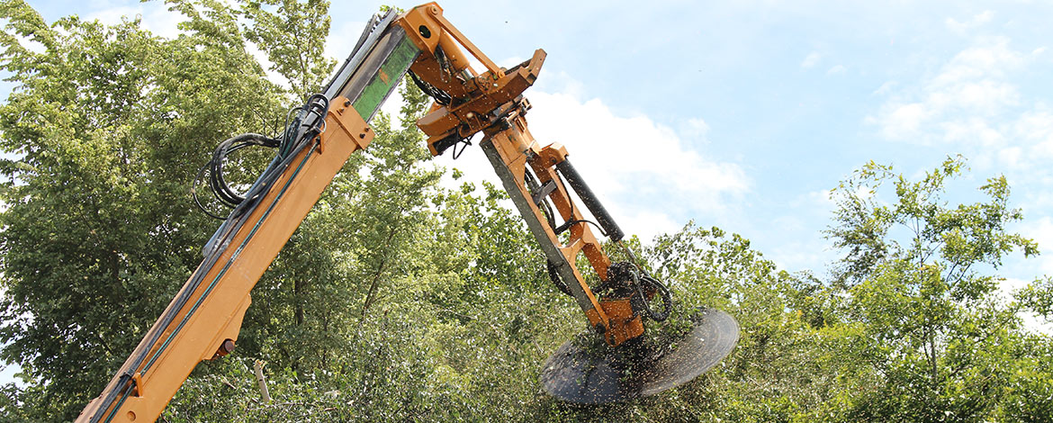 Difficult Job Tree Trimming